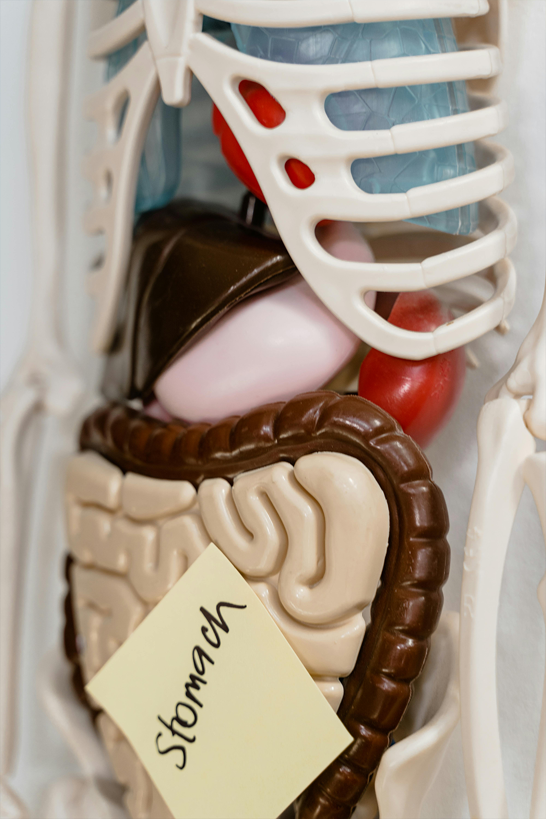 How We Process Alcohol: 5 Key Factors That Affect Digestion and Tolerance
